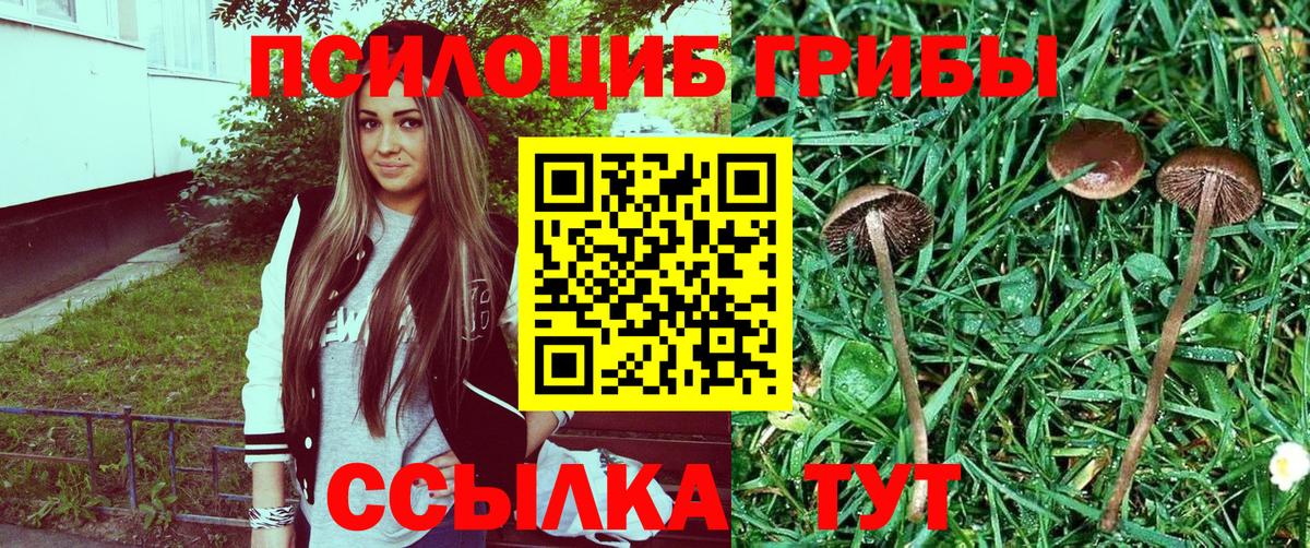 Псилоцибиновые грибы Psilocybe  Вход с VPN  Рассказово 
